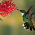 Hummingbird Feeders Plus