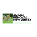 Animal Removal NJ - Dead Animal Carcass