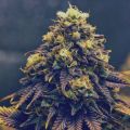 Best place to buy weed online-Top Medicinal Dispensary