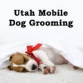 Utah Mobile Dog Grooming