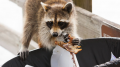 Reasons why you should hire a professional critter removal company