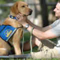 The importance of service dogs in keeping families united