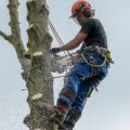 Do people need to have tree services often?