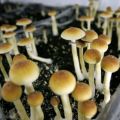 Can ‘magic mushrooms’ help relieve tension, stress and depression?