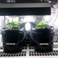 Learn about the benefits of using the grow light for your plants