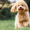 The temperament of toy poodles & other interesting things