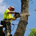 How should you get tree removal services?