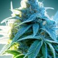 Amazing health benefits of Blue Dream seeds recommended by Leafly