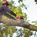 Your trees require the skillful care from professional arborist experts in Essex.