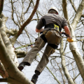 Important things to know before hiring a tree removal service