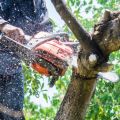 Enhancing Property Value: The Impact of Tree Maintenance on Real Estate