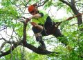 Why is it better and safer to hire a professional tree service in Champaign IL?