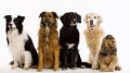Reasons why you should buy a pet from a reliable pet store?