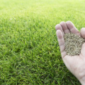 Are you on the fence about buying grass seed online?