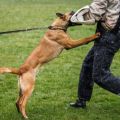 The Role of a Dog Bite Lawyer