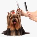 How can you get grooming services for your dog without transporting it?