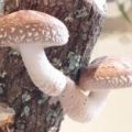 Reasons why you should use the mushroom substrate perfectly