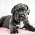 Find out how can train a cane Corso puppy at home.