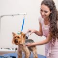 Get to know the importance of grooming your pet