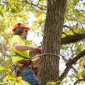 Reasons for hiring a residential local tree removal service at regular intervals
