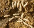 What are termites and what do disadvantages they cause you?