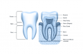 Endodontic Procedures Brooklyn