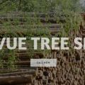 Bellevue Tree Trimming