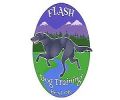 Flash Dog Training