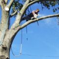 New Fairfield Tree Service