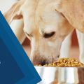 Pet Food and Snacks Market 2020 Growth Analysis, Industry Trends
