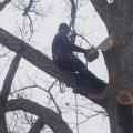 Owensboro Tree Service