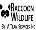 A TEAM RACCOON REMOVAL SERVICES