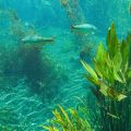 HOW TO CARE FOR AQUATIC PLANTS AND FISH