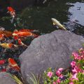 WHY AUTUMN HARVESTS ARE IMPORTANT FOR KOI BREEDERS