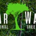 Clearwater Tree Service Pros
