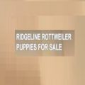 Ridgeline Rottweiler