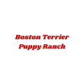 BOSTON TERRIER PUPPY RANCH