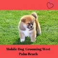 Mobile Dog Grooming West Palm Beach