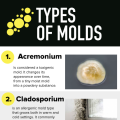 Signs That Your Home Needs Mold Inspection