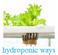 Hydroponic plants | Garden at Home