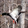 Duck And Geese Guides