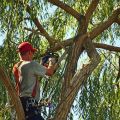 OC Tree Service Pros