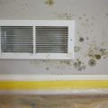 Why You Should Not Attempt Do-It-Yourself Mold Removal
