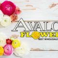 Avalon Best Wholesale Flowers