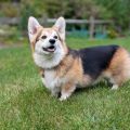 Pet Adoption Day - Quincy Animal Shelter, Polkadog and TLC Supply Host Pet Adoption Event