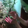 Newbies Welcome to Cannabis Home Grow 101 Webinar Set for March 24, 6-7 p. m ET