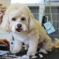 Mobile Dog Grooming - Sandy Mobile Pet Grooming