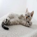 Mobile Cat Grooming - Sandy Mobile Pet Grooming