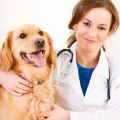 A High Profile Veterinarian Email List Facilitates Valuable Networking with Veterinarians