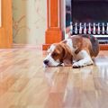 What to Know About Pet Stains and Hardwood Floors